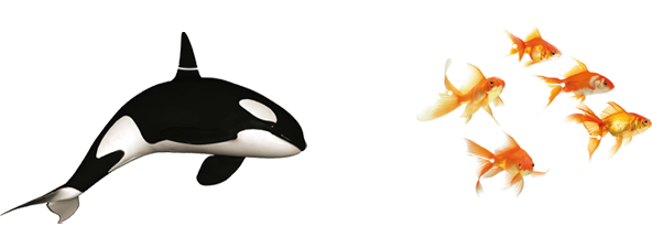orca